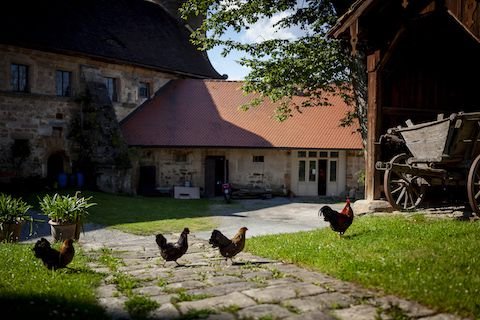 Chickens crossing the street in Mainleus (2024)